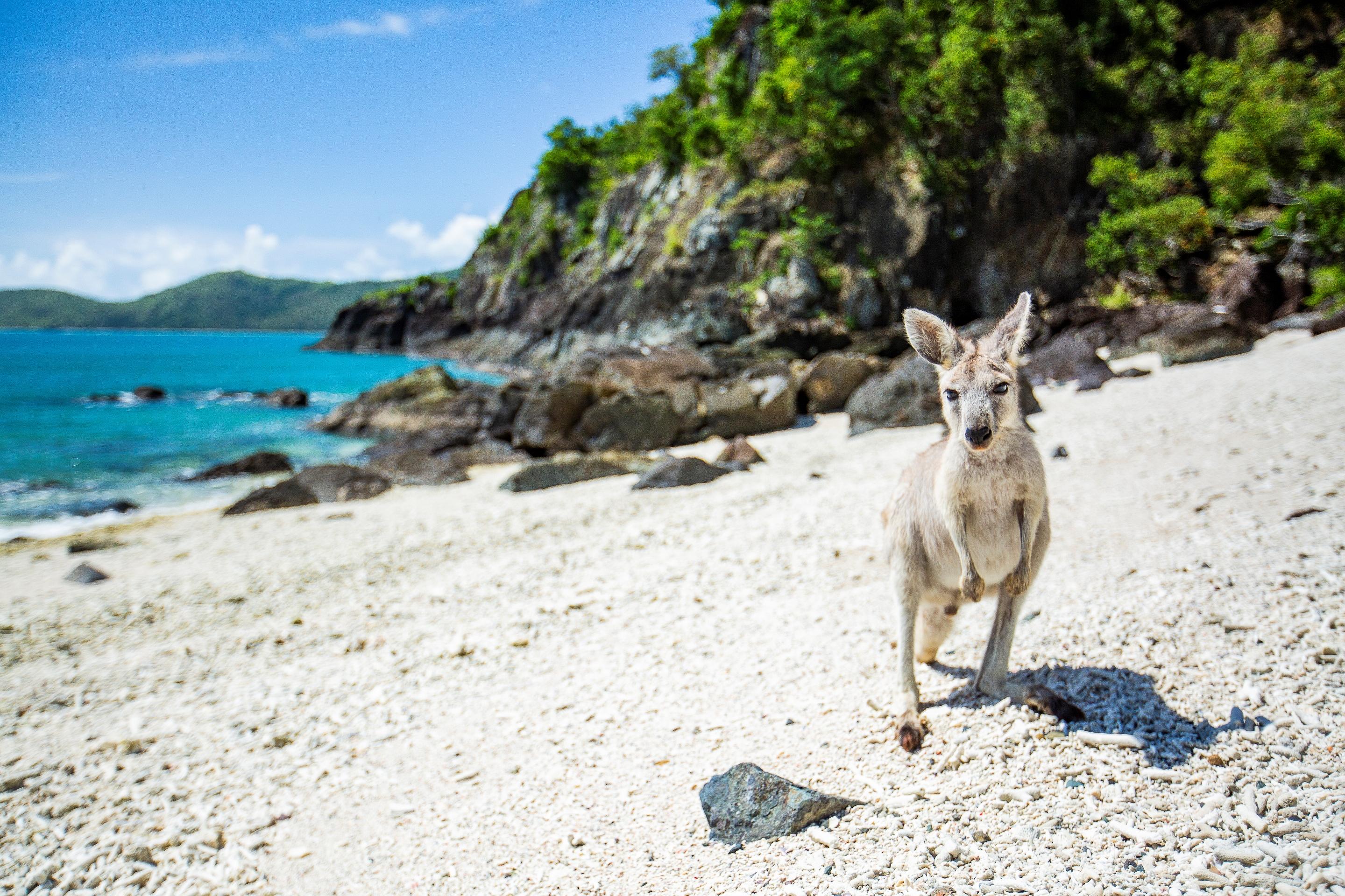 Daydream Island Resort Ngoại thất bức ảnh